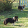 4 avril 2008, Vicq sur Gartempe (86) : Cheyenne et Yukari explorent le petit jardin du gîte que nous louons avec des amis, à l'occasion de la Nationale d'Elevage 2008. (Photo : Florence BERTIN)