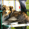 1er jour de la Nationale d'Elevage 2008 (5 avril), la Roche Posay (86) : Yukari a changé de sens, mais elle n'a pas quitté la chaise de camping ! :P