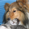 Aot 2007 : Oubliez le numro du dompteur qui met la tte dans la gueule de son lion... Je vous prsente le numro du chat qui met la tte dans la gueule de son chien, en toute confiance ! :P (Photo : Natacha C.)
