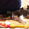 Ao�t 2006 en Vend�e : Cheyenne a mis sa t�te dans l'ombre de Manveru pour faire la si�ste. ;)