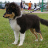 Septembre 2006 au concours d'agility de St Vrain, o nous tions alls en visiteurs : Cheyenne  3 mois et demi.