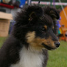 Septembre 2006 au concours d'agility de St Vrain, o nous tions alls en visiteurs : Cheyenne  3 mois et demi.