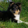 Octobre 2006 : Cheyenne (4 mois et demi) au club canin de St Vrain.