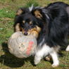 8 mars 2007 : depuis quelques jours nous laissons Cheyenne sortir sans laisse dans notre petit jardin, comme la rducation de sa patte a bien avanc. Elle peut  nouveau courir (avec modration tout de mme) et en est ravie ! :) Son poil repousse doucement.