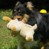 1er juin 2007 : les malheurs d'une peluche ! (Cheyenne, 1 an)