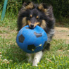 12 juin 2007 : Cheyenne à 1 an, et son ballon adoré ! ;)