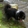 30 juin 2007 au parc Imbert de Ballancourt : Cheyenne profite d'être dans le cours d'eau pour boire un petit coup ! ;)
