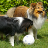 8 mai 2007 chez Bilbo et sa famille : les deux shelties attendent que Lucas, le petit matre de Bilbo, shoote dans le ballon ! ;)