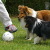 8 mai 2007 chez Bilbo et sa famille : frre et soeur partagent le mme amour du foot ! ;)