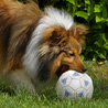 8 mai 2007 chez Bilbo et sa famille : Bilbo et son ballon ador !