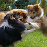 26 avril 2007, chez Virginie (91) : Cheyenne joue avec Corwin (qui se prend pour Superman !) sous l'oeil attentif de maman Shirley.