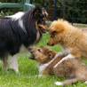 26 avril 2007, chez Virginie (91) : Cheyenne s'amuse avec Corwin et Celtic. :)