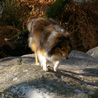 Balade dans la forêt des Grands Avaux (91), le 24 octobre 2007 : Yukari se balade sur les rochers. :)