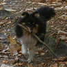 Balade dans la forêt des Grands Avaux (91), le 24 octobre 2007 : Cheyenne est ravie, elle a trouvé un gros bâton ! ;)