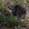 Balade dans la forêt des Grands Avaux (91), le 24 octobre 2007 : Yukari a trouvé une 