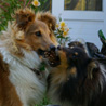 16 septembre 2007 : Nos amis Bich-Ty et JM sont venus nous voir avec leur famille 4 pattes. :) Cheyenne et Corwin se disputent gentiment une pomme de pin pendant qu'Ut, le CKC, ronge nonchalamment un bout de bois.