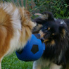 16 septembre 2007 : Cheyenne et son copain Corwin se disputent gentiment le ballon. ;)