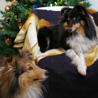 16 décembre 2007 : Yukari et Cheyenne devant notre sapin de Noël. :)