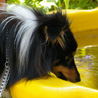 18 juin 2008 : Cheyenne adore boire l'eau de pluie dans la petite piscine. :)