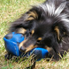 18 juin 2008 : Cheyenne est toute contente de rejouer un peu avec son ballon, mme si c'est en douceur pour le moment. :)