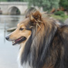 26 juillet 2008 : Balade  Moret sur Loing (77), chez notre amie Flo. Yukari veut bien regarder l'eau mais elle n'a pas trop envie de s'en approcher d'avantage. ;) (Photo : Florence BERTIN)