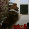 Noël 2006 chez mes grands-parents, en Charente : Yukari a entendu un bruit dehors. ;)
