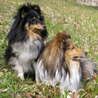 10 avril 2008 : Cheyenne et Yukari au parc de  Villeroy, à Mennecy (91).