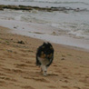 16 juillet 2007, en vacances en Vende : petite Cheyenne est ravie d'avoir une immense plage dserte pour galopper !