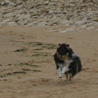 16 juillet 2007, en vacances en Vende : Cheyenne s'en donne  coeur joie sur la plage !