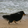 16 juillet 2007, en vacances en Vende : Cheyenne adore courir le long de la mer.