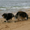 16 juillet 2007, en vacances en Vende : pendant que Cheyenne fait des alls et retour, Yukari renifle la plage. ;)