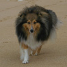 16 juillet 2007, en vacances en Vende : Yukari trottine tranquilement sur la plage, en se tenant loigne de la mer (elle n'aime pas l'eau !). ;)