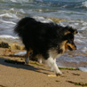 17 juillet 2007, en vacances en Vende : Pour notre seconde sortie  Jard sur Mer, le soleil est cette fois au rendez-vous. :) La plage est toujours aussi dserte, chouette !