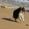 17 juillet 2007, en vacances en Vende : Cheyenne  fond sur la plage ! ;)