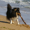 17 juillet 2007, en vacances en Vende : Cheyenne a trouv un gros baton.