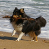 17 juillet 2007, en vacances en Vende : Cheyenne et son gros baton.