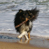 17 juillet 2007, en vacances en Vende : Cheyenne est ravie de jouer avec son baton, que Manveru lui lance au bord de l'eau.