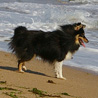 17 juillet 2007, en vacances en Vende : Cheyenne regarde la mer. :)