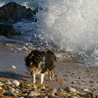 18 juillet 2007, en vacances en Vende : Cheyenne s'amuse avec les vagues qui viennent se casser sur les rochers. C'est assez impressionnant !