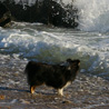 18 juillet 2007, en vacances en Vende : Cheyenne observe la mer, les vagues qui se cassent...