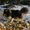 18 juillet 2007, en vacances en Vende : Cheyenne sur le bout de plage.