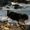 18 juillet 2007, en vacances en Vende : la vague n'a pas refroidi les ardeurs de la miss, qui repars de plus belle courir aprs les vagues. ;)