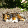 22 juillet 2007, en vacances en Vende : Yukari prend son bain de soleil dans le jardin de la maison de vacances. Que c'est dur la vie de chien, quand mme ! :P
