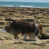 9 juillet 2008, en vacances en Vende : Yukari se balade sur les rochers. :)