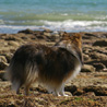 9 juillet 2008, en vacances en Vende : Yukari regarde la mer. :)