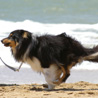 12 juillet 2008, en vacances en Vende, promenade  la Faute sur Mer. Cheyenne est ravie de pouvoir galoper  nouveau, qui plus est, le long de la mer ! :)