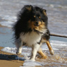 15 juillet 2008, en vacances en Vende, promenade sur la plage du Rocher. Cheyenne adore narguer les vagues, mais le but, c'est de passer tout prs sans se faire mouiller, et l, c'est rat ! :P