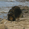 16 juillet 2008, en vacances en Vende, promenade  Jard sur Mer. Yukari renifle de bonnes odeurs marines. ;)