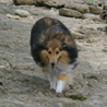 16 juillet 2008, en vacances en Vende, promenade  Jard sur Mer. Yukari se promne sur les rochers. :)