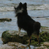 16 juillet 2008, en vacances en Vende, promenade  Jard sur Mer. Cheyenne regarde la mer. :)